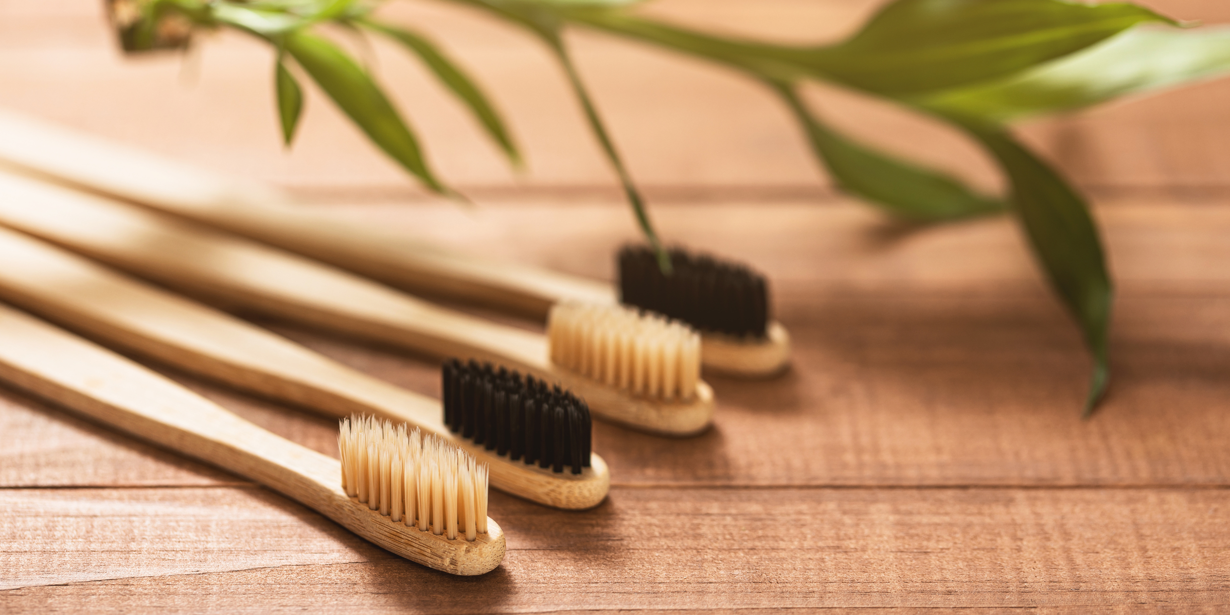 Do Bamboo Toothbrushes Mold? The Truth and How to Prevent It