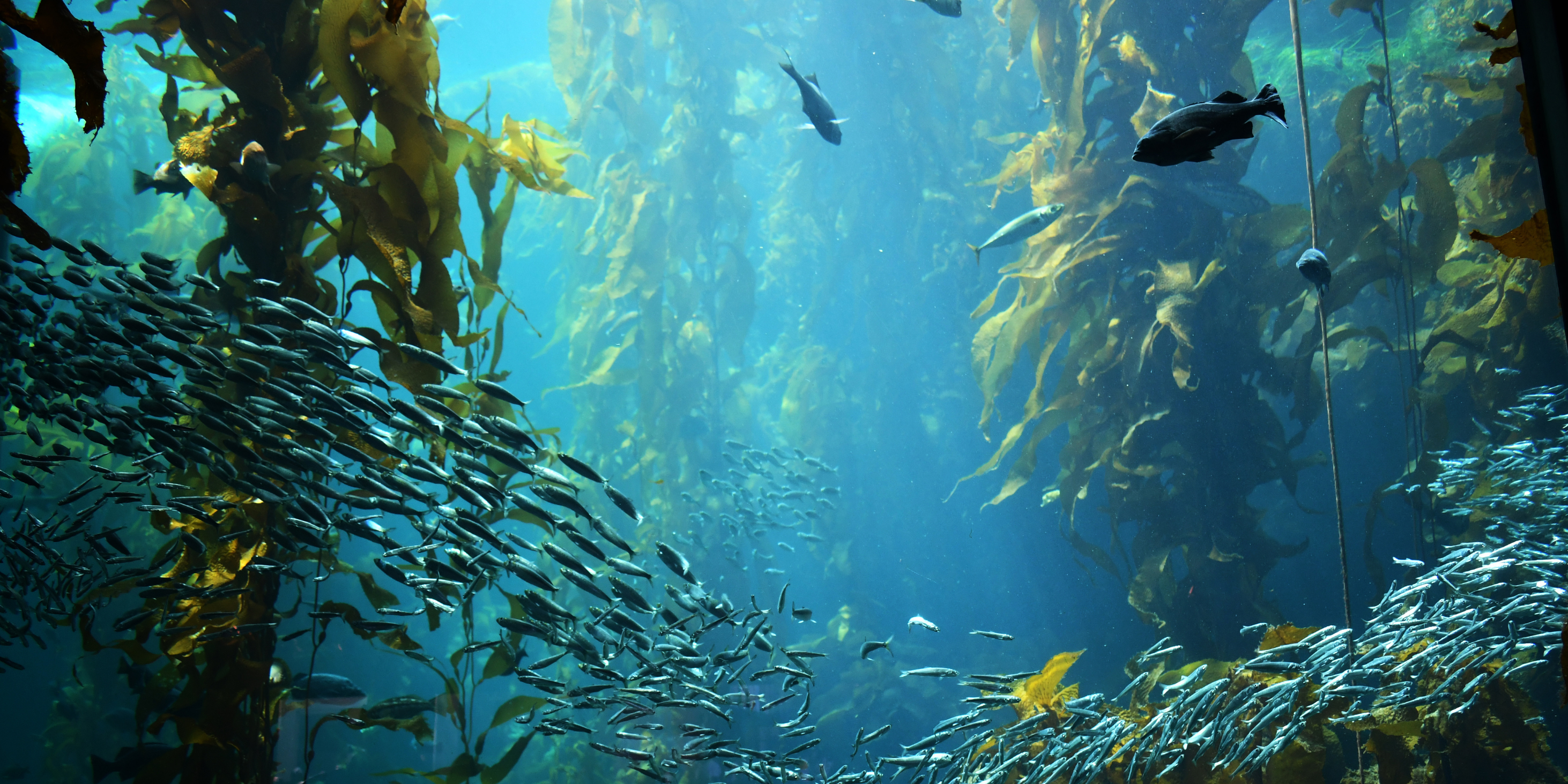Forests of the Sea