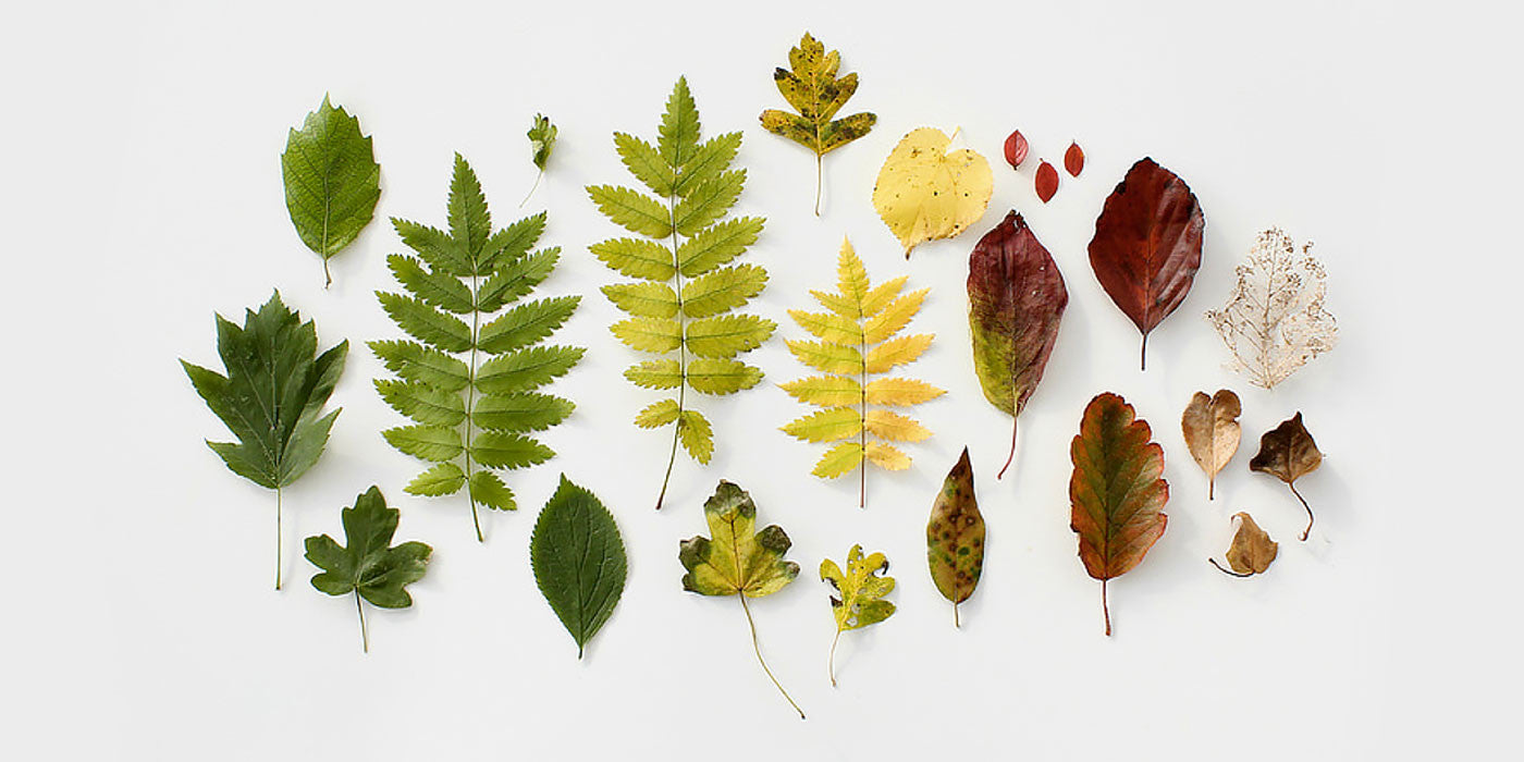 Spring cleaning, go green, mable blog, spring green, eco-friendly clean, Green movement, Green living, Green home, Conscious consumer, Green tips,