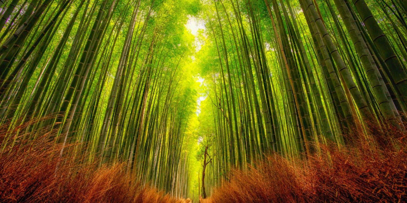 Bamboo, eco wood, bamboo properties, sustainable wood, bamboo is a grass